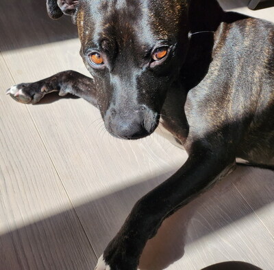 GRISU - SUCHT DRINGEND EIN NEUES ZUHAUSE!!!!! sehr lieb und menschenorientiert, temperamentvoll, anhänglich, verspielt, kooperativ, American Staffordshire Terrier (Video auf HP) - Betreuungsplatz Wien - Rüde