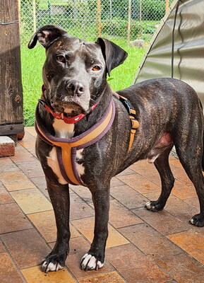 GRISU - SUCHT DRINGEND EIN NEUES ZUHAUSE!!!!! sehr lieb und menschenorientiert, temperamentvoll, anhänglich, verspielt, kooperativ, American Staffordshire Terrier (Video auf HP) - Betreuungsplatz Wien - Rüde