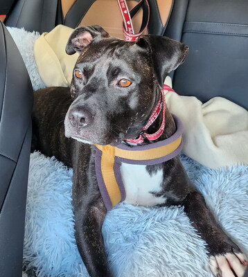 GRISU - SUCHT DRINGEND EIN NEUES ZUHAUSE!!!!! sehr lieb und menschenorientiert, temperamentvoll, anhänglich, verspielt, kooperativ, American Staffordshire Terrier (Video auf HP) - Betreuungsplatz Wien - Rüde