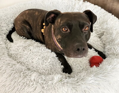 GRISU - SUCHT DRINGEND EIN NEUES ZUHAUSE!!!!! sehr lieb und menschenorientiert, temperamentvoll, anhänglich, verspielt, kooperativ, American Staffordshire Terrier (Video auf HP) - Betreuungsplatz Wien - Rüde