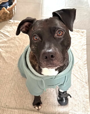 GRISU - SUCHT DRINGEND EIN NEUES ZUHAUSE!!!!! sehr lieb und menschenorientiert, temperamentvoll, anhänglich, verspielt, kooperativ, American Staffordshire Terrier (Video auf HP) - Betreuungsplatz Wien - Rüde