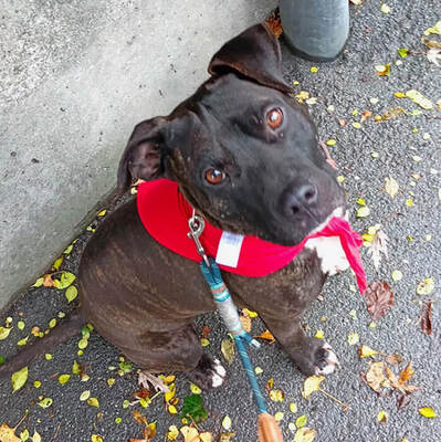 GRISU - SUCHT DRINGEND EIN NEUES ZUHAUSE!!!!! sehr lieb und menschenorientiert, temperamentvoll, anhänglich, verspielt, kooperativ, American Staffordshire Terrier (Video auf HP) - Betreuungsplatz Wien - Rüde