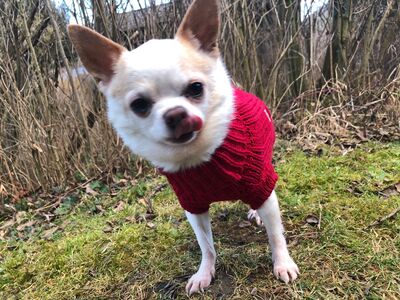 GROTTO, Chihuahuamischling - Rüde