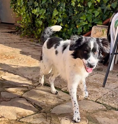 GUAPA, Border Collie Mischling - Hündin