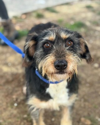 GUBANC sucht ein Zuhause! 💜💜💜