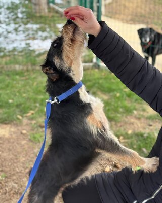 GUBANC sucht ein Zuhause! 💜💜💜, Mischling - Hündin