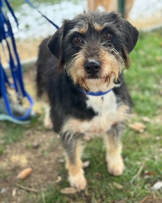 GUBANC sucht ein Zuhause! 💜💜💜, Mischling - Hündin