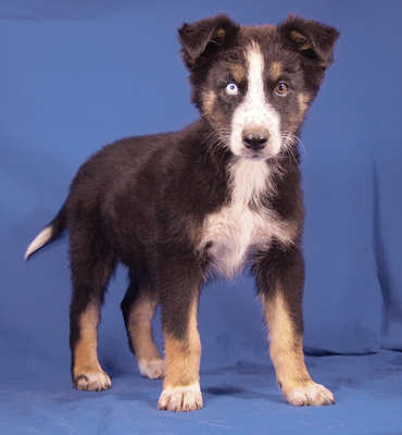 GUCCI - R E S E R V I E R T !!!!!, Husky Mischling - Rüde