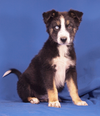 GUCCI - sehr lieb und menschenbezogen, fröhlich, anhänglich, lebhaft, verspielt, katzenverträglich, Husky Mischling Welpen - Rüde