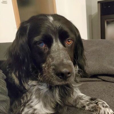 GUSTAV - Linares - NOTFALL!!!, Breton Epagneul - kastriert - Rüde