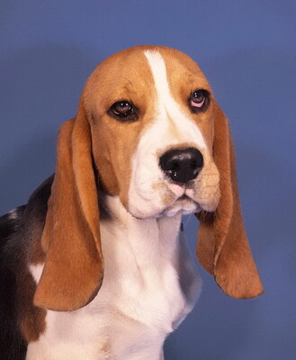 GUSTAV - R E S E R V I E R T !!!!! sehr lieb, neugierig, anhänglich, lebhaft, verspielt, klug, anfangs ein wenig ängstlich, Beagle - Rüde