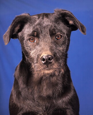 GUSTI - verschmust, sehr anhänglich, lebhaft, verspielt, neugierig, katzenverträglich, Mischling - Rüde