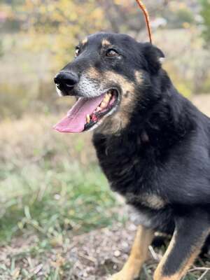 GYŐZŐ – Der ruhige, kluge und unglaublich treue Begleiter, Mischling - Rüde