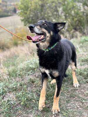 GYŐZŐ – Der ruhige, kluge und unglaublich treue Begleiter, Mischling - Rüde