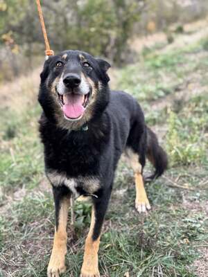 GYŐZŐ – Der ruhige, kluge und unglaublich treue Begleiter, Mischling - Rüde