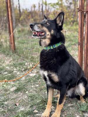 GYŐZŐ – Der ruhige, kluge und unglaublich treue Begleiter, Mischling - Rüde