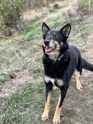 GYŐZŐ – Der ruhige, kluge und unglaublich treue Begleiter, Mischling - Rüde