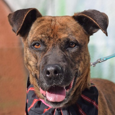 GYPS - Ubeda, Mischling - kastriert - Rüde