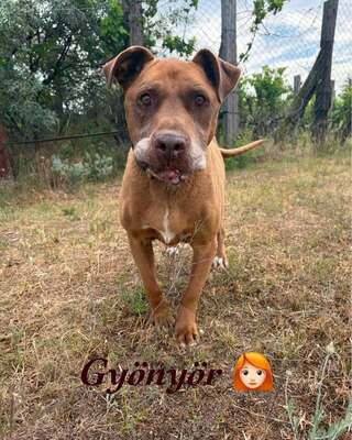 💙😍💙GYÖNYÖR sucht ein Wunder💙😍💙