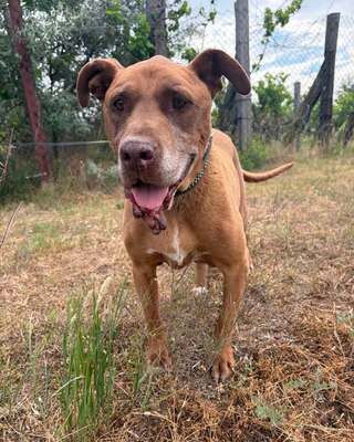 💙😍💙GYÖNYÖR sucht ein Wunder💙😍💙, Mischling - Hündin