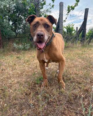 💙😍💙GYÖNYÖR sucht ein Wunder💙😍💙, Mischling - Hündin