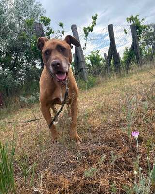 💙😍💙GYÖNYÖR sucht ein Wunder💙😍💙, Mischling - Hündin