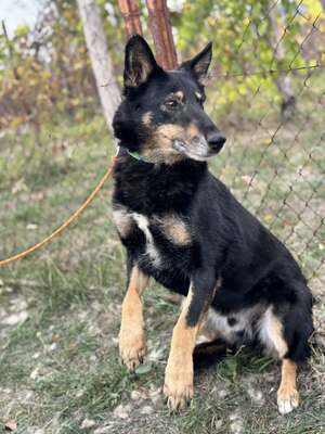 GYÖZÖ - ruhiger und kluger Hundeopa sucht...