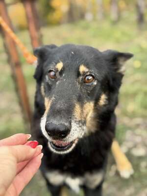 GYÖZÖ - ruhiger und kluger Hundeopa sucht..., Mischling mittelgroß - Rüde
