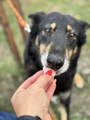 GYÖZÖ - ruhiger und kluger Hundeopa sucht..., Mischling mittelgroß - Rüde