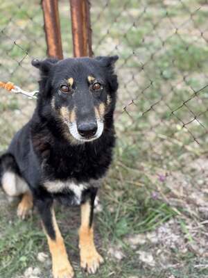 GYÖZÖ - ruhiger und kluger Hundeopa sucht..., Mischling mittelgroß - Rüde