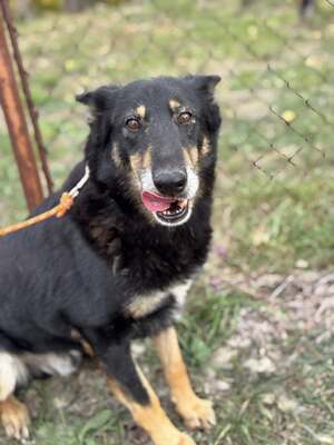 GYÖZÖ - ruhiger und kluger Hundeopa sucht..., Mischling mittelgroß - Rüde