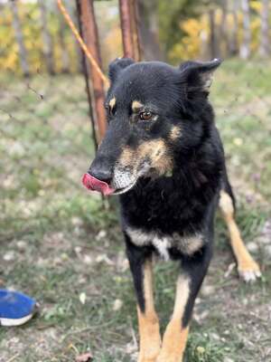GYÖZÖ - ruhiger und kluger Hundeopa sucht..., Mischling mittelgroß - Rüde