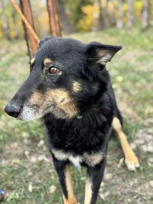 GYÖZÖ - ruhiger und kluger Hundeopa sucht..., Mischling mittelgroß - Rüde