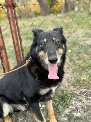 GYÖZÖ - ruhiger und kluger Hundeopa sucht..., Mischling mittelgroß - Rüde