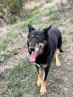 GYÖZÖ - ruhiger und kluger Hundeopa sucht..., Mischling mittelgroß - Rüde