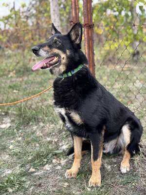 GYÖZÖ - ruhiger und kluger Hundeopa sucht..., Mischling mittelgroß - Rüde