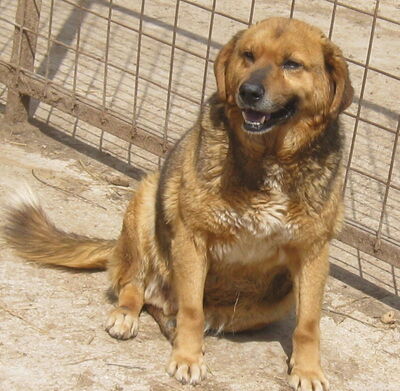 Gabe möchte IHNEN Freude bereiten-NOTFALL, Mischling - Rüde