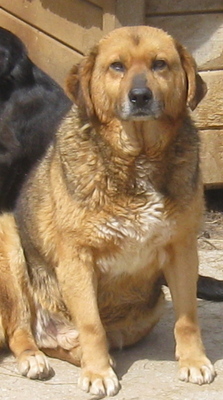 Gabe möchte IHNEN Freude bereiten-NOTFALL, Mischling - Rüde