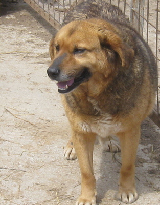 Gabe möchte IHNEN Freude bereiten - NOTFALL, Mischling - Rüde