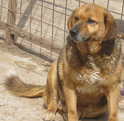 Gabe möchte IHNEN Freude bereiten-NOTFALL, Mischling - Rüde