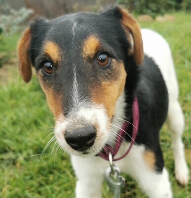 Gabor, Foxterrier-Mischling Welpen - Rüde
