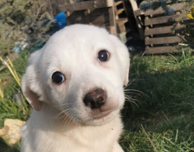 Gabriél, Mischling Welpen - Hündin