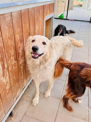 Gabrielle - lieb, sozial, aktiv - Retriever-Mischling, Retriever - Hündin