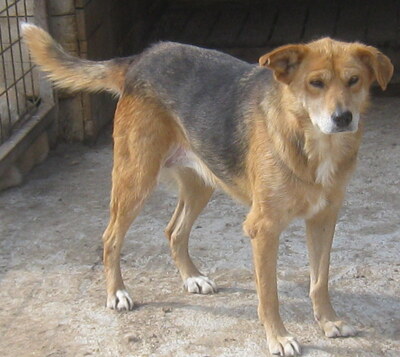 Gagitza wartet sehnsüchtig auf SIE-NOTFALL