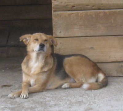 Gagitza wartet sehnsüchtig auf SIE-NOTFALL, Mischling - Hündin