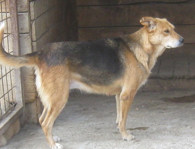 Gagitza wartet sehnsüchtig auf SIE - NOTFALL, Mischling - Hündin