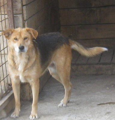 Gagitza wartet sehnsüchtig auf SIE - NOTFALL, Mischling - Hündin