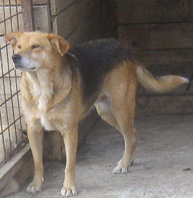 Gagitza wartet sehnsüchtig auf SIE - NOTFALL, Mischling - Hündin