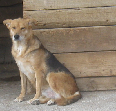 Gagitza wartet sehnsüchtig auf SIE - NOTFALL, Mischling - Hündin