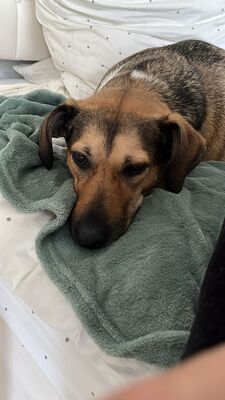 Gaia, Mischling - Hündin